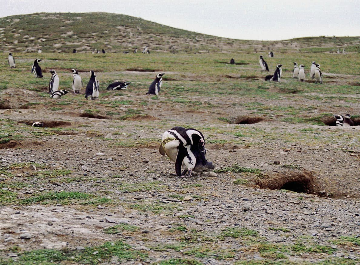 Penguins on Magdalena Island